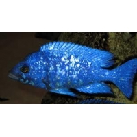 Placidochromis Phenochilus Lupingu